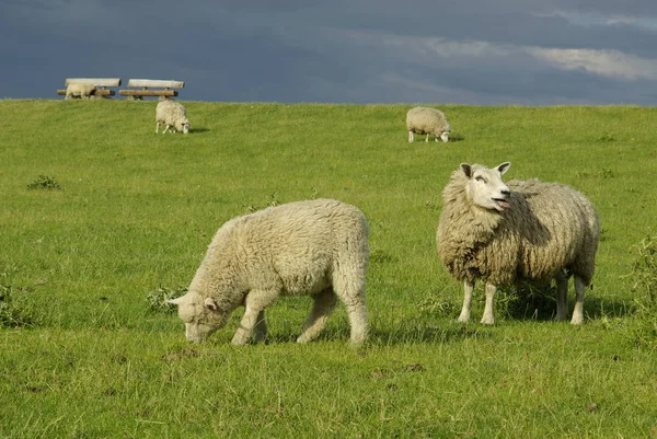 Ovelha Doméstica Pasto — Fotografia de Stock