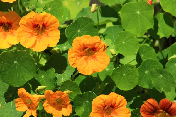 Close Van Oranje Nasturtiums Met Bladeren — Stockfoto