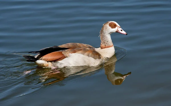 Aussichtsreiche Aussicht Auf Gänsevögel Der Natur — Stockfoto