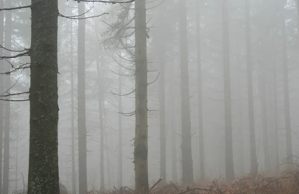 Bellissimo Scenario Della Foresta — Foto Stock