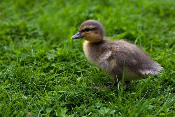 Scenic View Beautiful Bird Nature — Stock Photo, Image