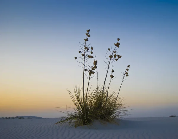 Panoramisch Uitzicht Duinen Selectieve Focus — Stockfoto