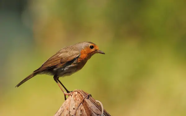 Malowniczy Widok Piękny Rubinowy Ptak Przyrodzie — Zdjęcie stockowe
