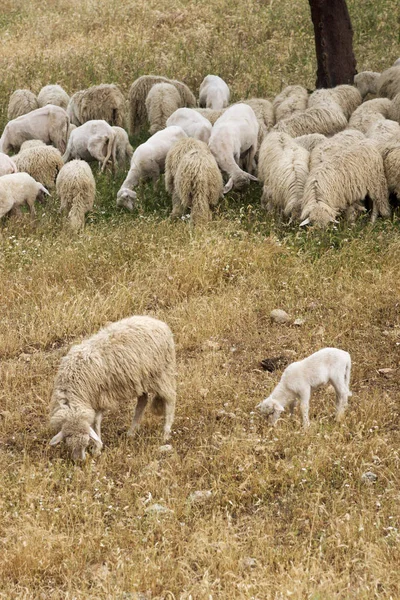 Eine Schafherde Auf Sardinien — Stockfoto