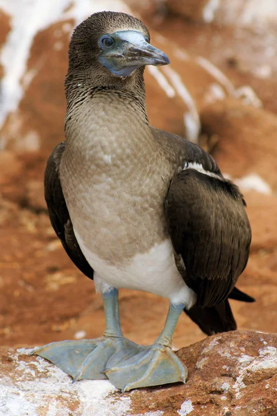 Giovani Dai Piedi Azzurri Tette Nelle Isole Galapagos — Foto Stock