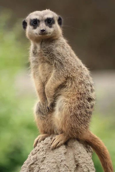 Meerkat Suricate Ζώο Στη Φύση — Φωτογραφία Αρχείου