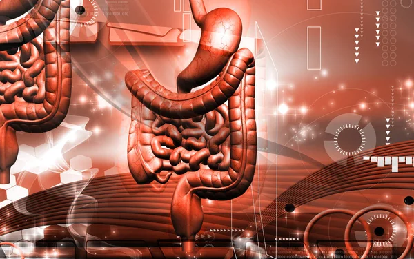 Digital Illustration Human Digestive System Colour Background — Stock Photo, Image