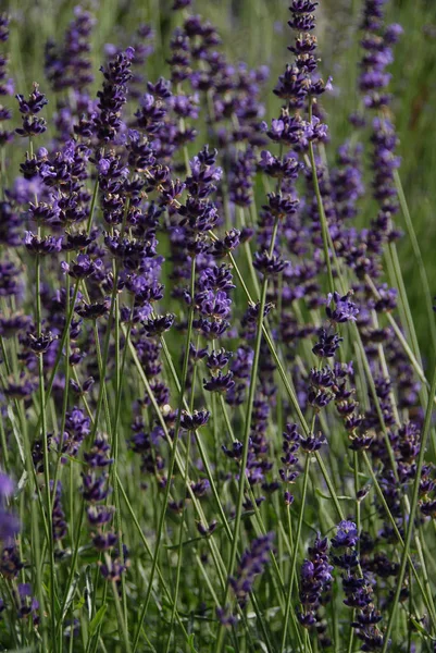 Schilderachtig Uitzicht Prachtige Paarse Lavendel — Stockfoto