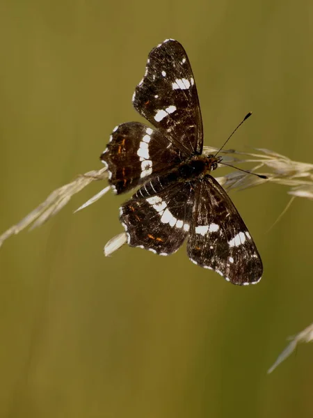 Närbild Insekter Vild Natur — Stockfoto