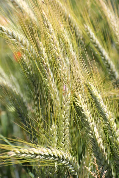 Aussichtsreicher Blick Auf Die Landwirtschaft Auf Dem Land — Stockfoto