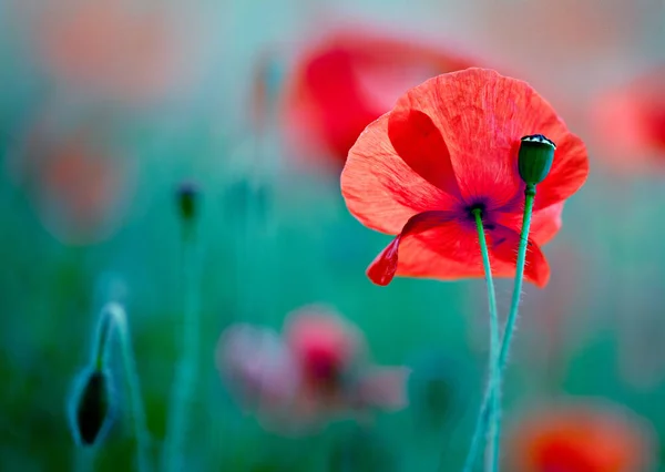 Prairie Avec Des Fleurs Pavot Rouge Printemps — Photo