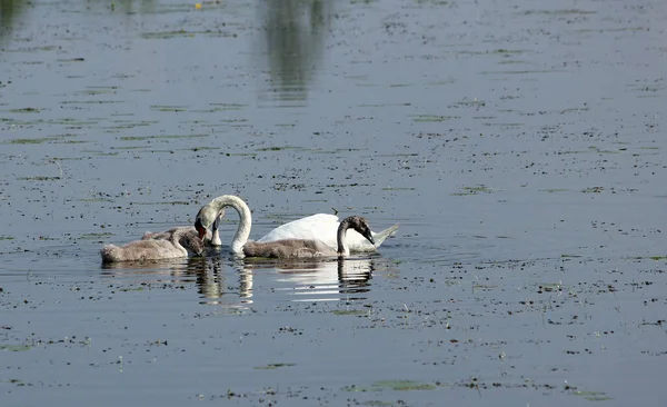 湖で白鳥の家族をミュート — ストック写真