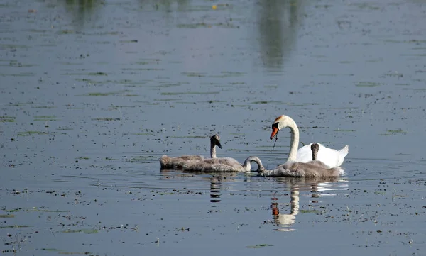 Família Cisne Branca Lago — Fotografia de Stock