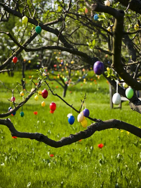 Oeufs Pâques Peints Sur Arbre — Photo