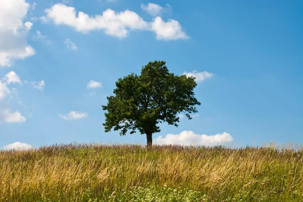 Baum Auf Der Sommerwiese — Stockfoto