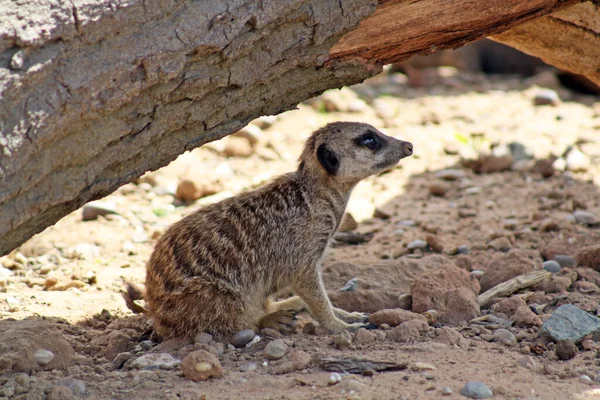 Meerkat Dier Schepsel Suricatta — Stockfoto