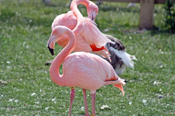 Festői Kilátás Gyönyörű Flamingó Madár Természetben — Stock Fotó