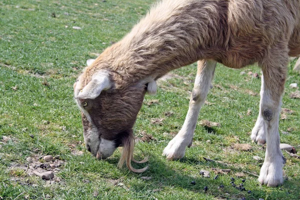 Weiße Und Braune Ziegen Weiden Auf Gras — Stockfoto