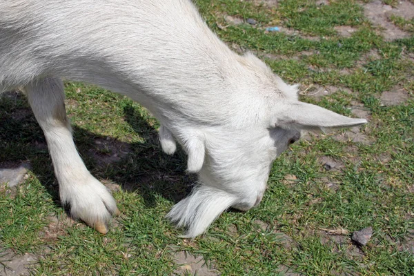 白山羊和棕色山羊在草地上吃草 — 图库照片