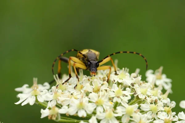 Una Macro Toma Insecto Una Flor —  Fotos de Stock