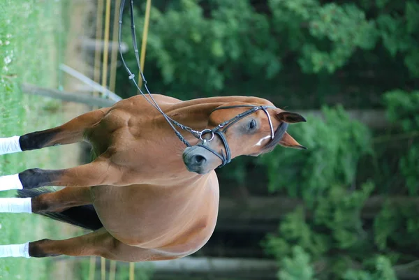 Paarden Overdag Buiten — Stockfoto