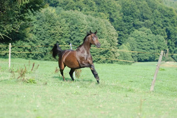 昼間は屋外の馬 — ストック写真