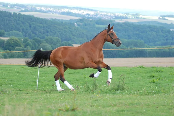 Lovak Nappal Szabadban — Stock Fotó