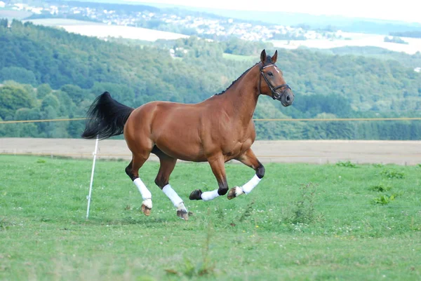 Paarden Overdag Buiten — Stockfoto