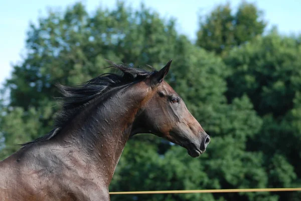 Horses Outdoors Daytime — Stock Photo, Image