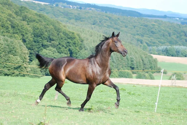 Schöne Aussicht Auf Die Natur — Stockfoto