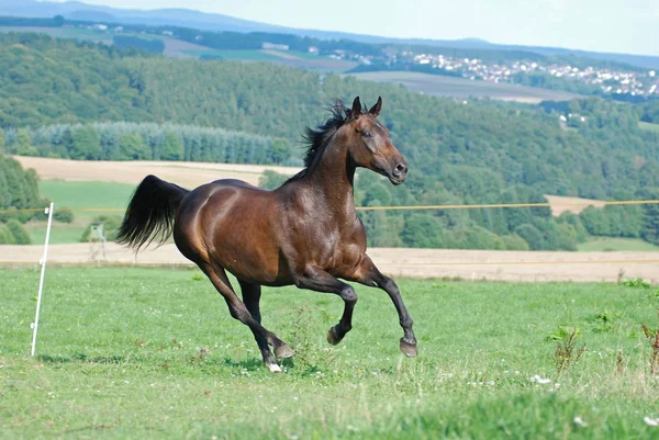 Lovak Nappal Szabadban — Stock Fotó