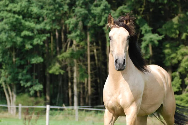 Pferde Tagsüber Freien — Stockfoto