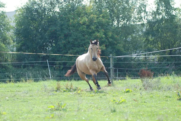 Paarden Overdag Buiten — Stockfoto