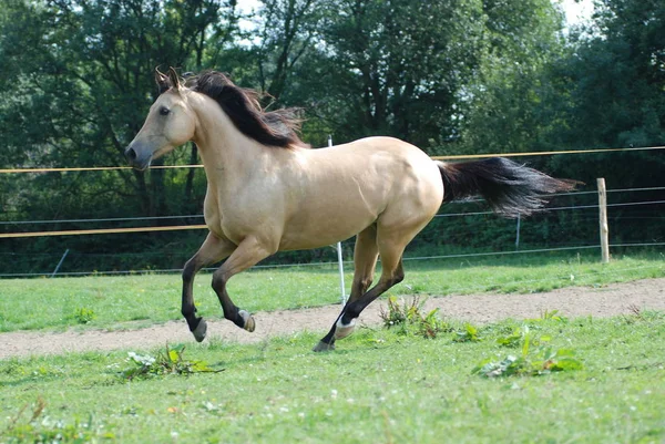 Carino Cavallo Natura Selvaggia — Foto Stock