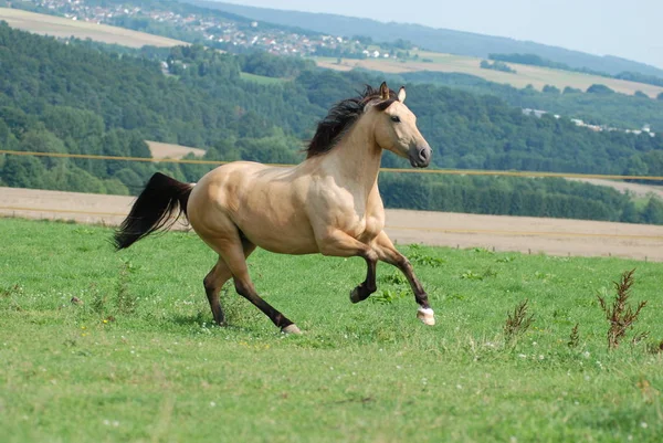 Lindo Caballo Naturaleza Salvaje —  Fotos de Stock