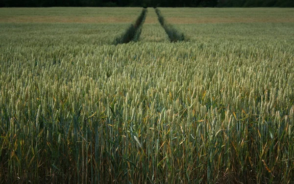 Weizenfeld Auf Dem Land Landwirtschaftliche Nutzflächen — Stockfoto