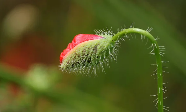 Vue Rapprochée Belles Fleurs Pavot Sauvage — Photo