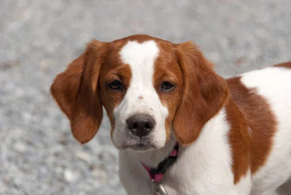 子犬犬のクローズアップ Breton — ストック写真