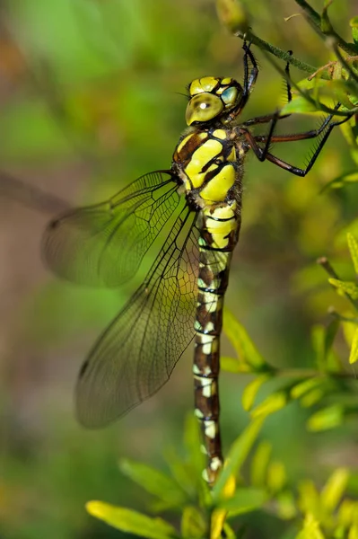 Vážky Hmyz Malý Brouk Křídly Přírodě — Stock fotografie