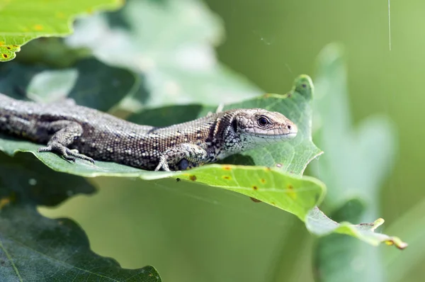 Waldeidechse Zootoca Vivipara Una Foglia Prendere Sole — Foto Stock