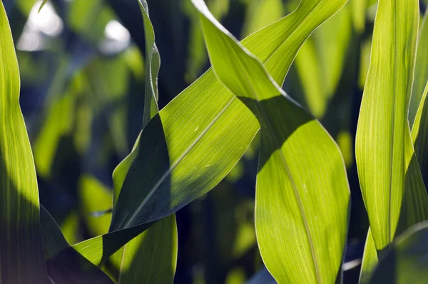 Mais Zea Mays Maisblätter Einem Detaillierten Bild — Stockfoto