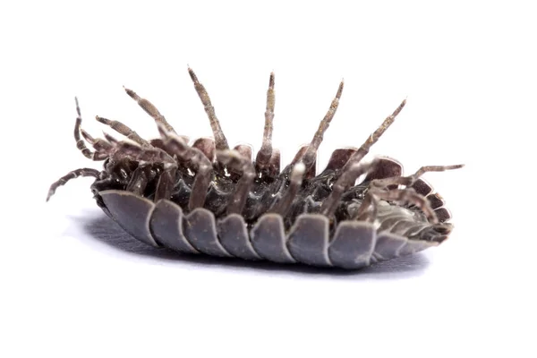 배경에 일반적인 Woodlice 닫습니다 — 스톡 사진