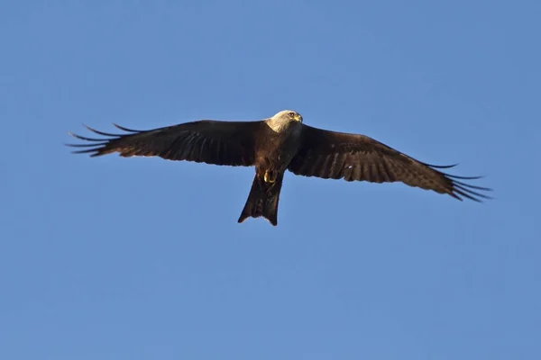 Observação Pássaros Pássaro Bonito Natureza Selvagem — Fotografia de Stock