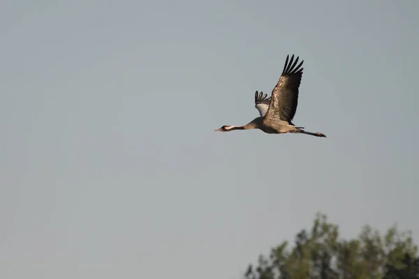 Vista Panorámica Hermoso Pájaro Naturaleza — Foto de Stock