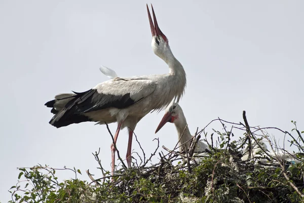 Aussichtsreiche Aussicht Auf Weißstorch Wilder Natur — Stockfoto