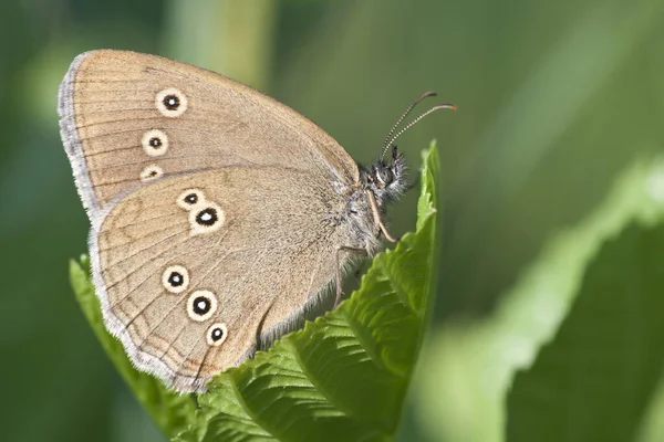 Closeup Bug Wild Nature — Stock Photo, Image