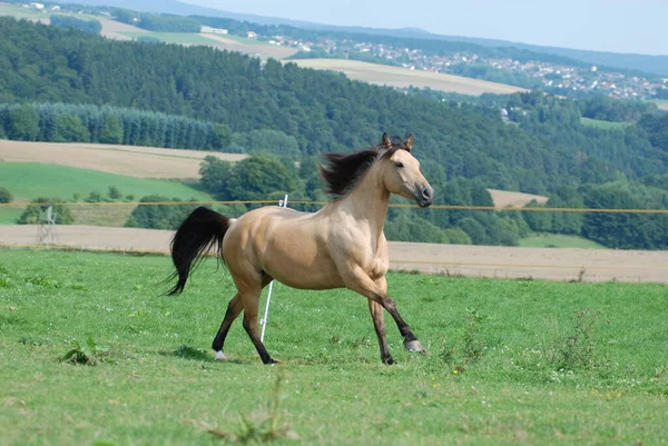 Carino Cavallo Natura Selvaggia — Foto Stock