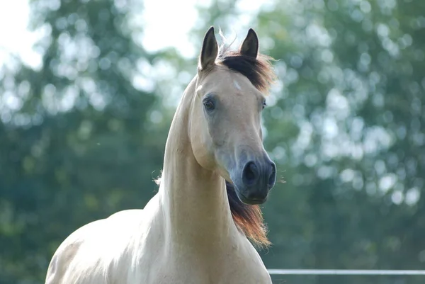 Pferde Tagsüber Freien — Stockfoto