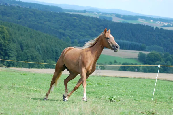 Quarter Horse Pepps Silver Kim — Stock Photo, Image