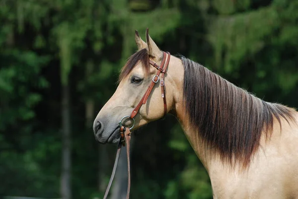 Carino Cavallo Natura Selvaggia — Foto Stock